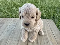 Pumpkin's Male #4, a male Cockapoo for sale in Omaha, NE – 4 of 4