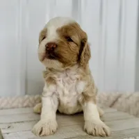 Rose's Male #1, a male Cockapoo for sale in Omaha, NE – Photo 1 of 2