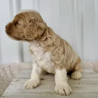 Rose's Male #1, a male Cockapoo for sale in Omaha, NE – Photo 2 of 2