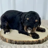 Willow's Tri M#2, a male Miniature Bernedoodle for sale in Omaha, NE – Photo 1 of 3