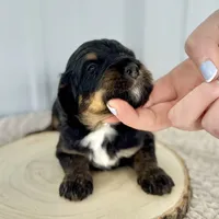Willow's Tri M#2, a male Miniature Bernedoodle for sale in Omaha, NE – Photo 3 of 3