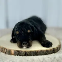 Willow's Tri M#2, a male Miniature Bernedoodle for sale in Omaha, NE – Photo 2 of 3