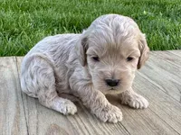 Pumpkin's Male #4, a male Cockapoo for sale in Omaha, NE – 2 of 2