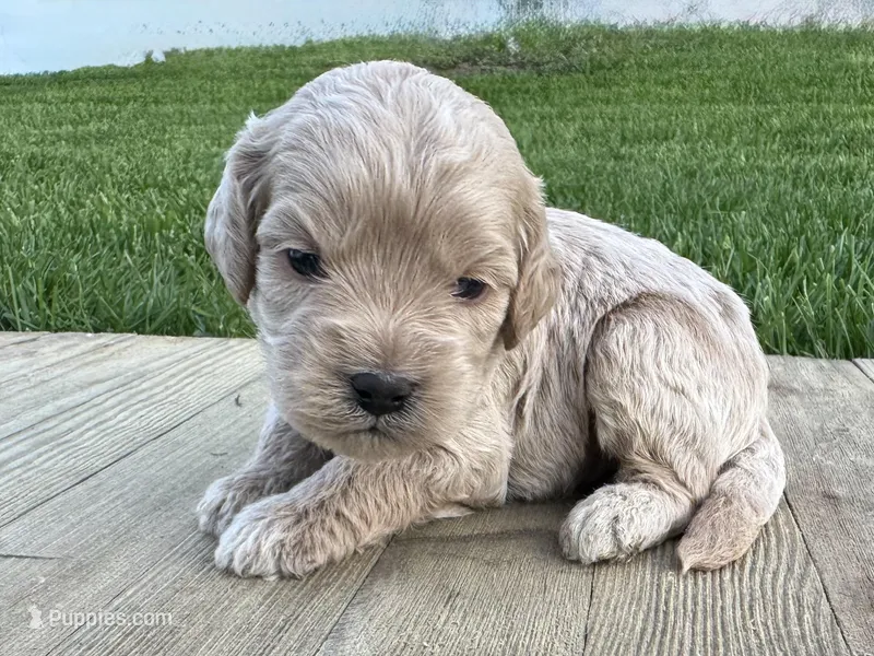 Pumpkin's Male #4 – Cockapoo puppy for sale in Omaha, NE