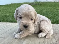 Pumpkin's Male #4, a male Cockapoo for sale in Omaha, NE – 1 of 2