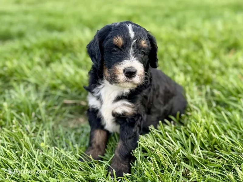 Willow's Tri Female #1 – Miniature Bernedoodle puppy for sale in Omaha, NE