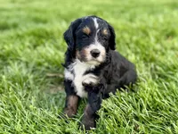 Willow's Tri Female #1, a female Miniature Bernedoodle for sale in Omaha, NE – 1 of 3