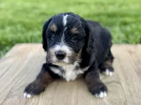 Willow's Tri Female #1, a female Miniature Bernedoodle for sale in Omaha, NE – 2 of 3