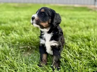 Willow's Tri Female #1, a female Miniature Bernedoodle for sale in Omaha, NE – 3 of 3