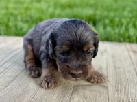 Pumpkin's Merle Male #3, a male Cockapoo for sale in Omaha, NE – 2 of 3