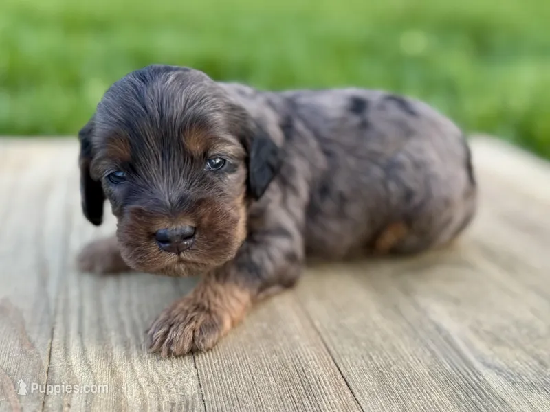 Pumpkin's Merle Male #3 – Cockapoo puppy for sale in Omaha, NE