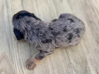 Pumpkin's Merle Male #3, a male Cockapoo for sale in Omaha, NE – 3 of 3