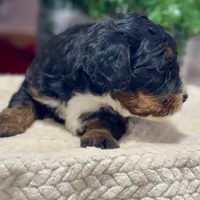 Oakley's Tri M#6, a male Miniature Bernedoodle for sale in Omaha, NE – Photo 2 of 4