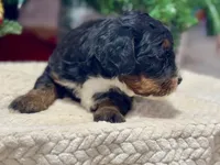 Oakley's Tri M#6, a male Miniature Bernedoodle for sale in Omaha, NE – Photo 2 of 4