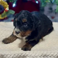 Oakley's Tri M#6, a male Miniature Bernedoodle for sale in Omaha, NE – Photo 4 of 4