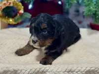 Oakley's Tri M#6, a male Miniature Bernedoodle for sale in Omaha, NE – Photo 4 of 4