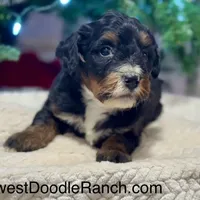 Oakley's Tri M#6, a male Miniature Bernedoodle for sale in Omaha, NE – Photo 1 of 4