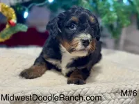 Oakley's Tri M#6, a male Miniature Bernedoodle for sale in Omaha, NE – Photo 1 of 4