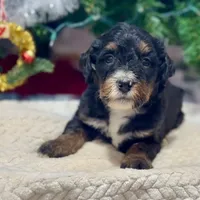 Oakley's Tri M#6, a male Miniature Bernedoodle for sale in Omaha, NE – Photo 3 of 4