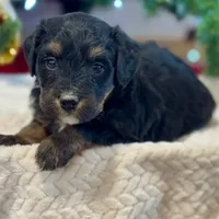 Oakley's Tri M#2, a male Miniature Bernedoodle for sale in Omaha, NE – Photo 4 of 6