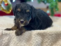 Oakley's Tri M#2, a male Miniature Bernedoodle for sale in Omaha, NE – Photo 4 of 6