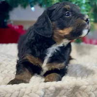 Oakley's Tri M#2, a male Miniature Bernedoodle for sale in Omaha, NE – Photo 5 of 6