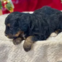 Oakley's Tri M#2, a male Miniature Bernedoodle for sale in Omaha, NE – Photo 3 of 6