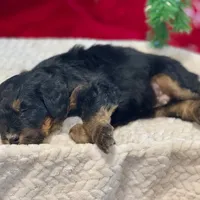 Oakley's Tri M#2, a male Miniature Bernedoodle for sale in Omaha, NE – Photo 6 of 6