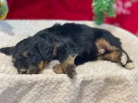 Oakley's Tri M#2, a male Miniature Bernedoodle for sale in Omaha, NE – Photo 6 of 6