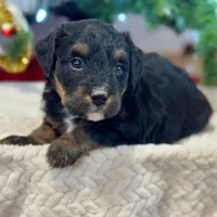 Oakley's Tri M#2, a male Miniature Bernedoodle for sale in Omaha, NE – Photo 1 of 6