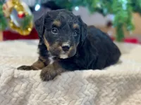 Oakley's Tri M#2, a male Miniature Bernedoodle for sale in Omaha, NE – Photo 1 of 6