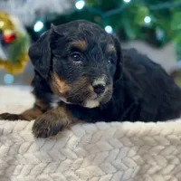 Oakley's Tri M#2, a male Miniature Bernedoodle for sale in Omaha, NE – Photo 2 of 6