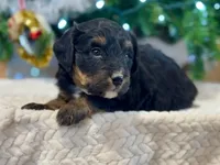 Oakley's Tri M#2, a male Miniature Bernedoodle for sale in Omaha, NE – Photo 2 of 6