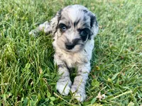 Rose Merle Male #1, a male Cockapoo for sale in Omaha, NE – 6 of 6