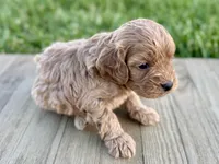 Pumpkin's Male #2, a male Cockapoo for sale in Omaha, NE – 3 of 3
