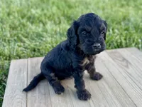 Pumpkin's Phantom Male #1, a male Cockapoo for sale in Omaha, NE – 2 of 3