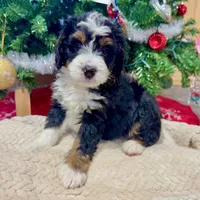 Oakley's Tri M#7, a male Miniature Bernedoodle for sale in Omaha, NE – Photo 5 of 5