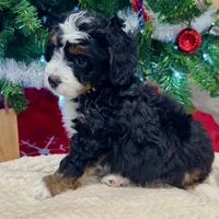 Oakley's Tri M#7, a male Miniature Bernedoodle for sale in Omaha, NE – Photo 4 of 5