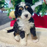Oakley's Tri M#7, a male Miniature Bernedoodle for sale in Omaha, NE – Photo 3 of 5