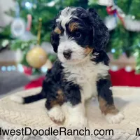 Oakley's Tri M#7, a male Miniature Bernedoodle for sale in Omaha, NE – Photo 1 of 5