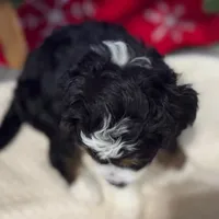 Oakley's Tri M#7, a male Miniature Bernedoodle for sale in Omaha, NE – Photo 2 of 5