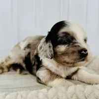 Rose's Female #2, a female Cockapoo for sale in Omaha, NE – Photo 2 of 2