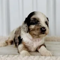 Rose's Female #2, a female Cockapoo for sale in Omaha, NE – Photo 1 of 2