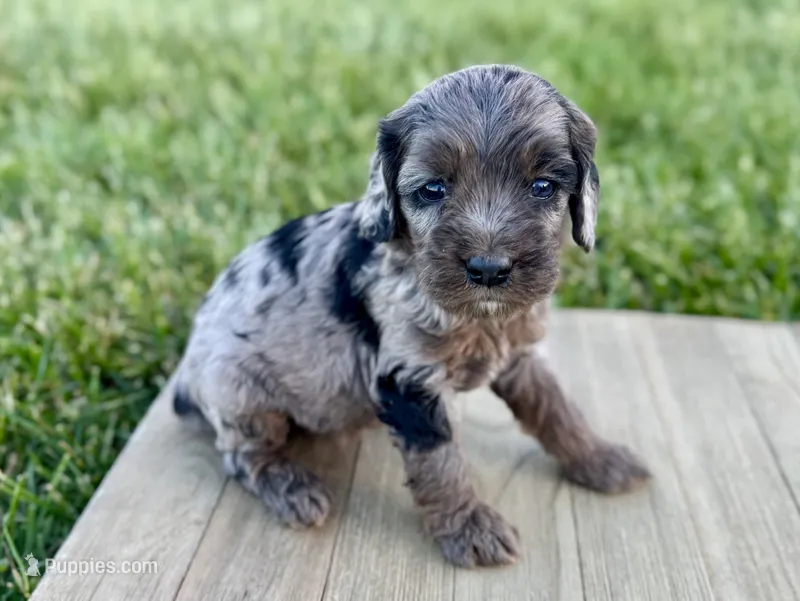 Pumpkin's Merle Female #2 – Cockapoo puppy for sale in Omaha, NE