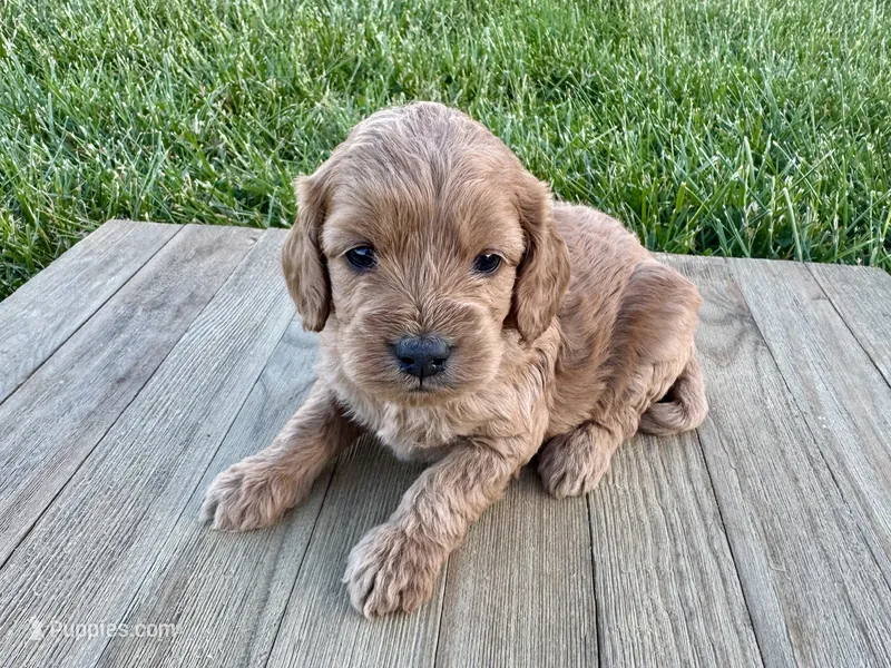 Pumpkin's Female #1 – Cockapoo puppy for sale in Omaha, NE