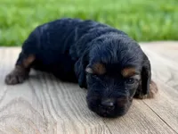 Pumpkin's Phantom Female #3, a female Cockapoo for sale in Omaha, NE – 2 of 3