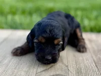 Pumpkin's Phantom Female #3, a female Cockapoo for sale in Omaha, NE – 3 of 3