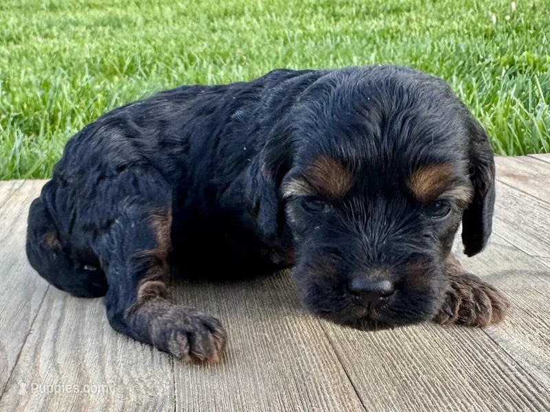 Pumpkin's Phantom Female #3 – Cockapoo puppy for sale in Omaha, NE