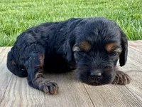 Pumpkin's Phantom Female #3, a female Cockapoo for sale in Omaha, NE – 1 of 3