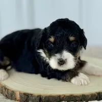 Willow's Tri F#2, a female Miniature Bernedoodle for sale in Omaha, NE – Photo 3 of 4